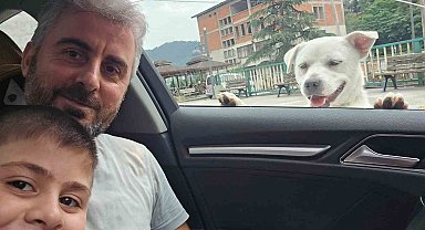 Esnafın peşinden ayrılmayan pitbull görünümlü köpek sosyal medyada gündem oldu