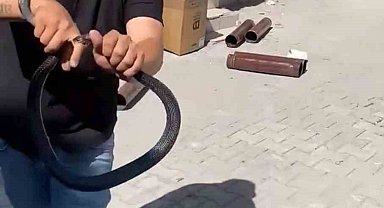 Eve giren yılanı yakalamak isterken parmağını kaptırdı