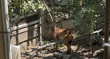 Evin bahçesine giren vaşak paniğe yol açtı