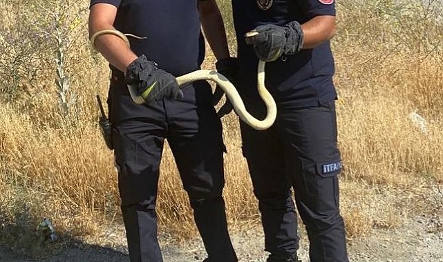 Fabrikada yılan paniği