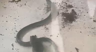 Fare ile yılanın kavgası kamerada