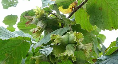 Fındıkta 'erken hasat yapılmaması' uyarısı