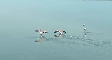 Flamingoların zorlu göçü tamamlandı