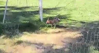 Futbol kalesi filesine sıkışan tilki ekipler tarafından kurtarıldı