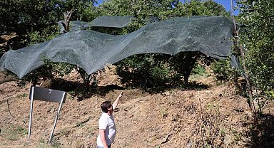 Geçen yıl toplanmayan meyveler bu yıl kıt olunca koruma altına alındı