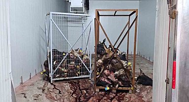 Gemlik'te sağlıksız şartlarda istiflenmiş çok sayıda hayvan kafası bulundu