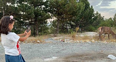 Geyik doğal yaşam alanı yerine karayolu kenarında yaşamaya başladı