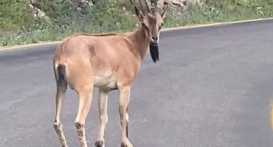 Giresun'da yaban keçisi görüntülendi