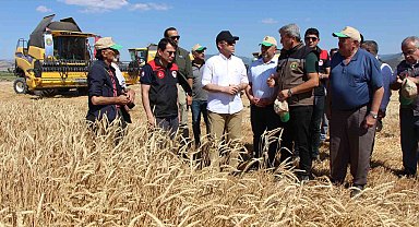 Gökhöyük'te 4 bin ton tohumluk buğday üretimi bekleniyor