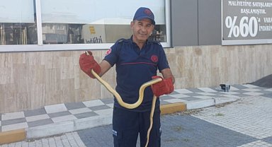 Gönen'de aracın motor bölümünden çıkan yılan paniğe neden oldu