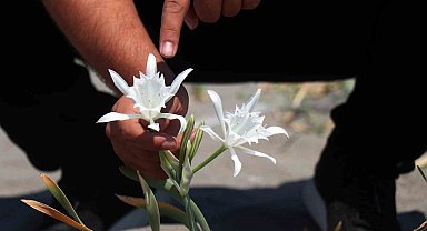 Güzelliğiyle büyülüyor, koparması cüzdanı yakıyor