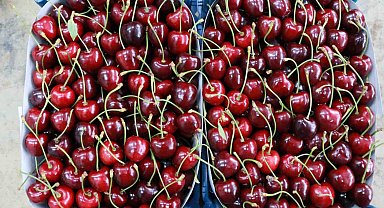 Hadim kirazında zirai don ihracatı durdurdu