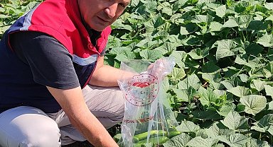 Hasat öncesi salatalık pestisit kontrolü yapıldı