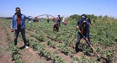 Hatay'da kavurucu sıcakta pamuk tarlasında 650 TL yevmiyeye zorlu mesai