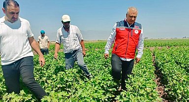 Hatay'da pamuk tarlaları incelendi