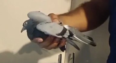 Havalandırma boşluğunda mahsur kalan güvercin kurtarıldı