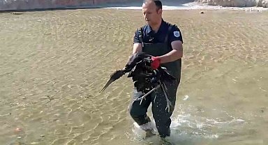 Havuza düşen yaralı leylek koruma altına alındı