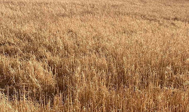 Hayrabolu'da dolu yağışı tarım arazilerine zarar verdi