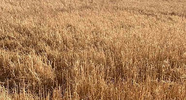 Hayrabolu'da dolu yağışı tarım arazilerine zarar verdi