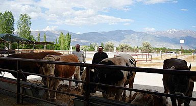 Hayvan pazarı geçici süreyle kapatıldı
