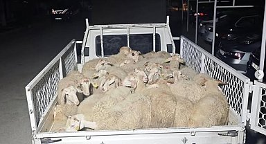 Hayvan pazarlığı hırsızlığa dönüştü, şahıslar kaçamadan yakalandı