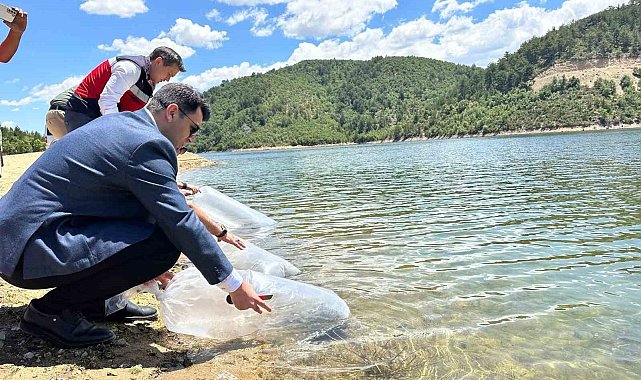 Hisarcık'ta baraj ve göletlere 89 bin aynalı sazan yavrusu bırakıldı