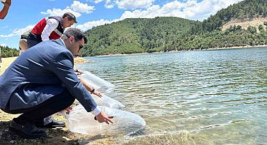 Hisarcık'ta baraj ve göletlere 89 bin aynalı sazan yavrusu bırakıldı