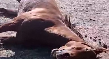 Husumetlisinin atını tabancayla vurdu