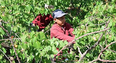 Iğdır'da kayısı hasadı tamamlandı; 40 bin ton rekolte elde edildi