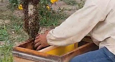 Iğdır'da kraliçe arının peşinden gelen binlerce arı şehir merkezini istila etti