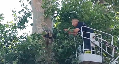 İple ağaçta asılı kalan karga kurtarıldı