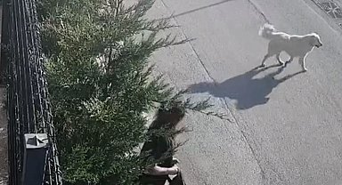 İşe giderken sokak köpekleri saldırdı, genç kadın canını zor kurtardı