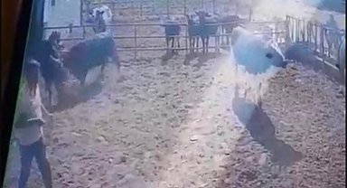 Isparta'da beslediği boğanın saldırısına uğrayan adam ağır yaralandı