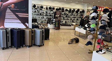 İstanbul'da sıcaktan bunalan sokak hayvanları klimalı mağazalara sığındı