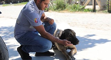 İzmir Efes Selçuk'ta 'satın alma sahiplen' çağrısı