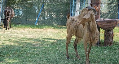 İzmir'de yangından kurtarılan hayvanlar Bursa'da tedaviye alındı