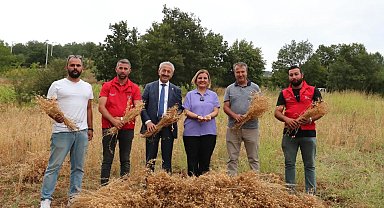 İzmit Belediyesi ilk nohut hasadını yaptı 