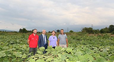 İzmit'ten balkabağı üretimine yerel destek