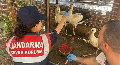 Jandarma yaralı leyleği veterinere ulaştırdı
