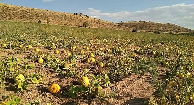 Kabak üreticileri, yağış olmadığı için dertli