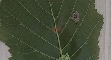 Kahverengi korkarca zararlısı ergenleri görülmeye başlandı