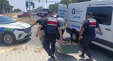 Kanserle savaşını kazandı, trafikte hayatını kaybetti