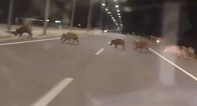 Kara yoluna çıkan yaban domuzları sürücülerin korkulu rüyası