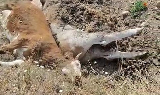 Karabük'te 3 inek şap hastalığından telef oldu
