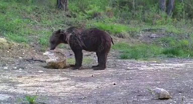 Karabük'te yiyecek arayan yaban hayvanları fotokapanla görüntülendi