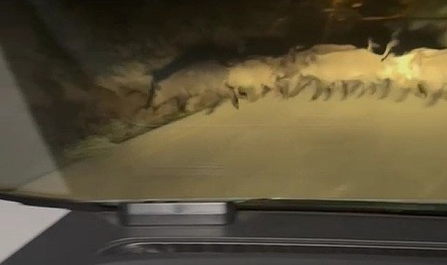 Karabük'te yola çıkan domuz sürüsü ve tilki kamerada