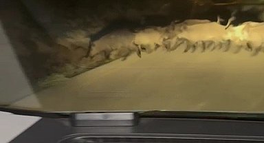 Karabük'te yola çıkan domuz sürüsü ve tilki kamerada