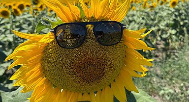 Karacabey ovası sarıya büründü