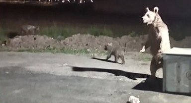 Kars'ta 1 kişi ayı saldırısından son anda kurtuldu