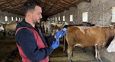 Kars'ta 150 bin doz şap aşısı yapıldı